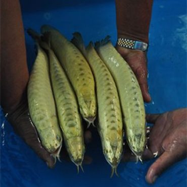 Gold Arowana Grade 1