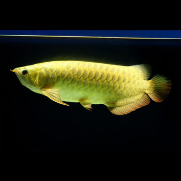 Gold Arowana