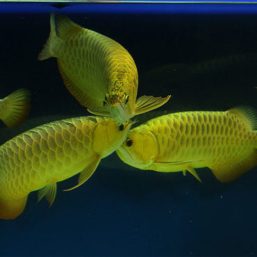 Gold 5