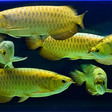 Gold 6