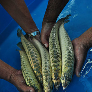 Gold Arowana Grade 2