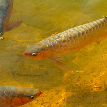 Outdoor Arowana