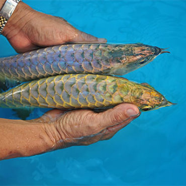 Purple and Gold Arowana