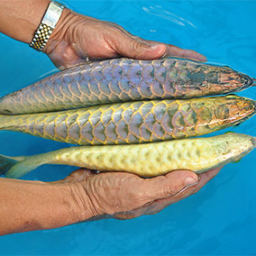 Purple and Gold Arwana 2