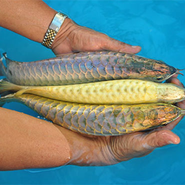 Purple and Gold Arwana 3