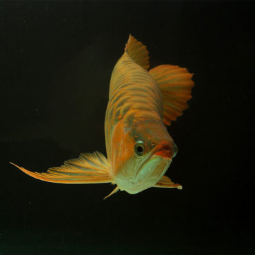 Red Arowana