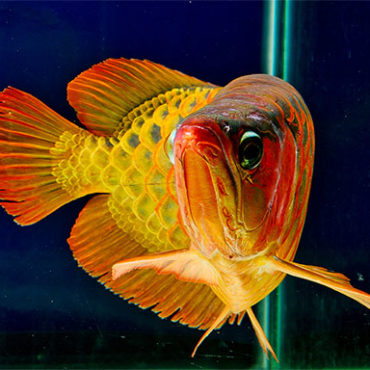 Red Arwana 3