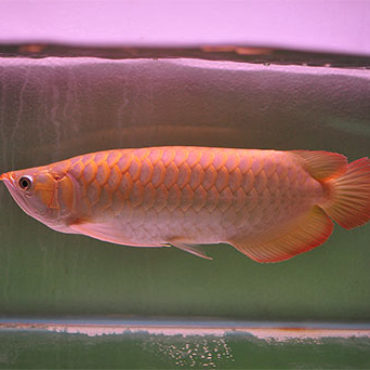 Red Arwana 4