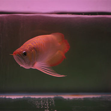 Red Arwana 5