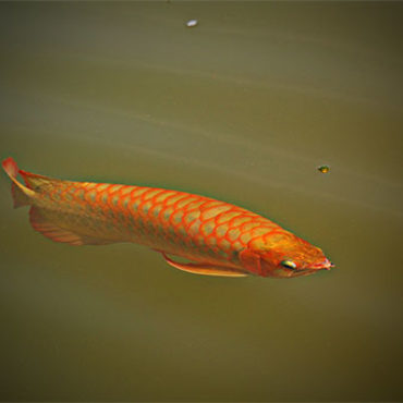 Red Arwana 6