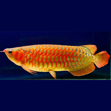 Red Arwana 2