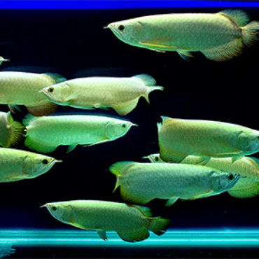 Small Gold Arowana