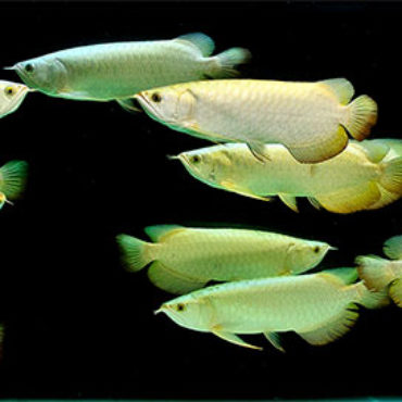 Small Gold Arwana 2