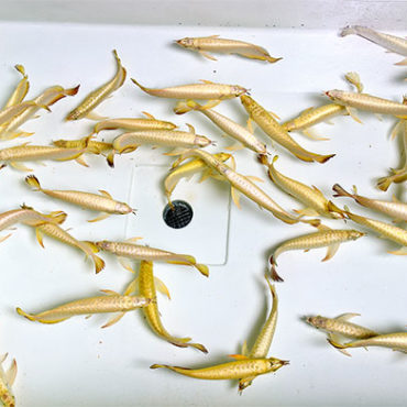 Small Gold Arwana 3