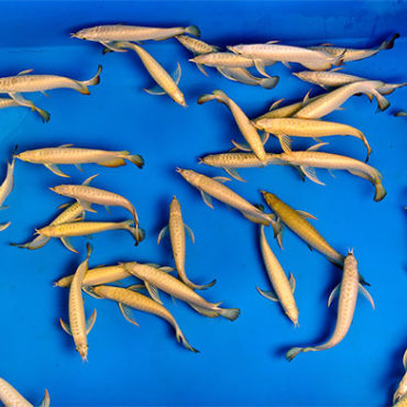 Small Gold Arwana 4