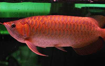 Red Arowana – Hong Long Fishery