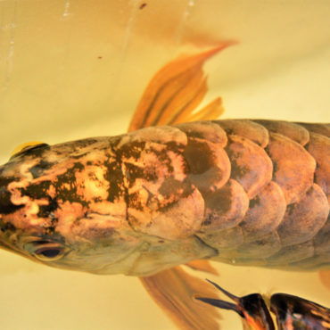 Gold Arowana 1