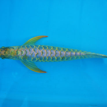 Gold Arowana 10