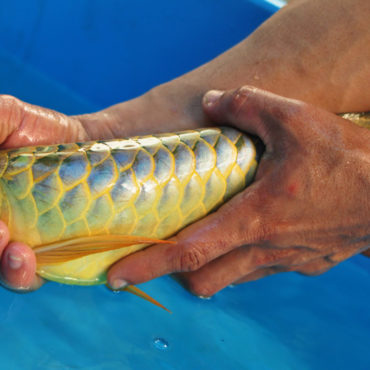 Gold Arowana 11