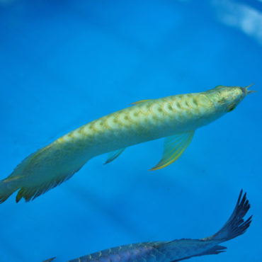 Gold Arowana 13