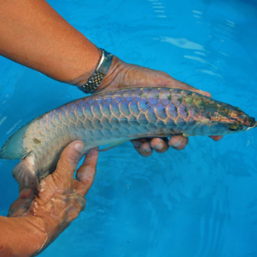 Gold Arowana 14