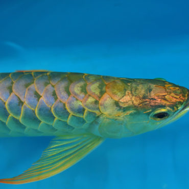 Gold Arowana 15
