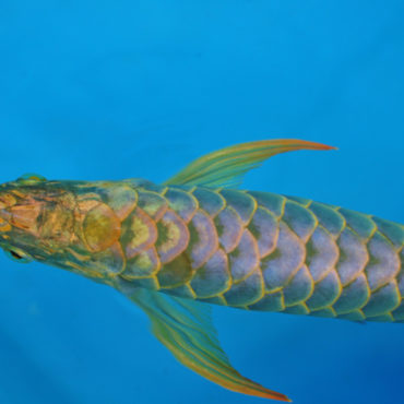 Gold Arowana 16