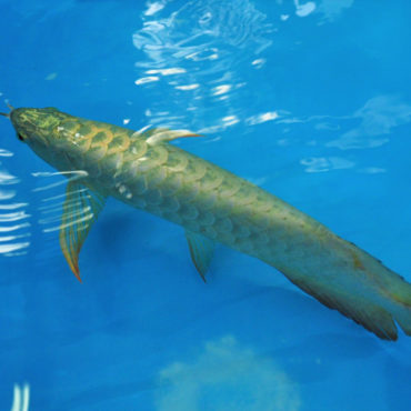 Gold Arowana 17