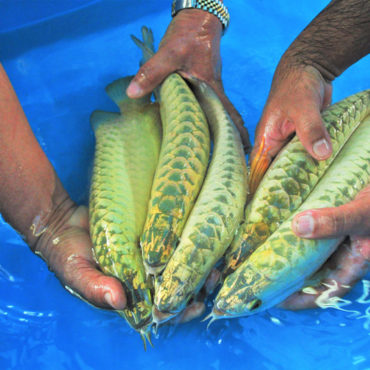 Gold Arowana 18