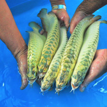 Gold Arowana 19