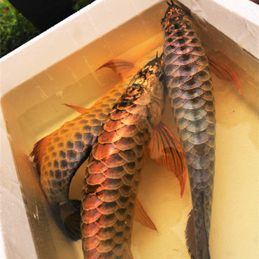 Gold Arowana 2
