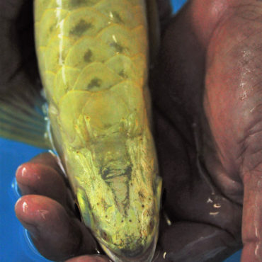 Gold Arowana 20