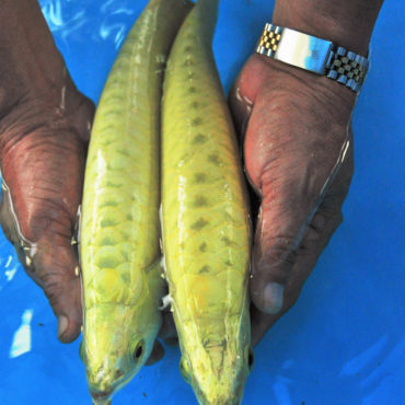 Gold Arowana 21