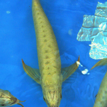 Gold Arowana 22