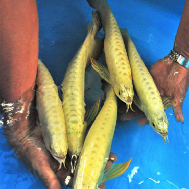 Gold Arowana 23