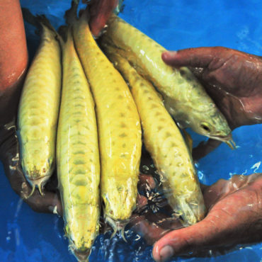 Gold Arowana 24
