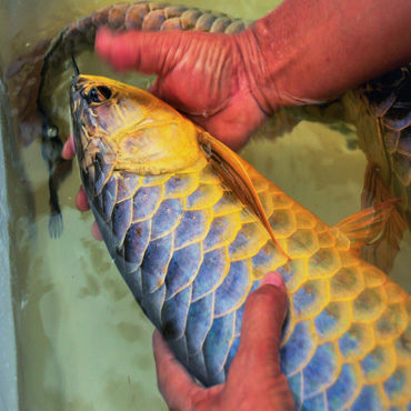 Gold Arowana 3