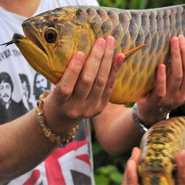 Gold Arowana 4