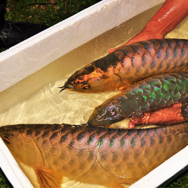 Gold Arowana 5