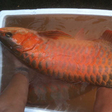 Gold Arowana 6
