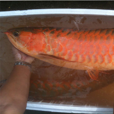 Gold Arowana 7