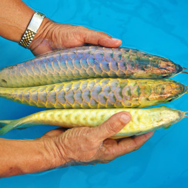 Gold Arowana 8