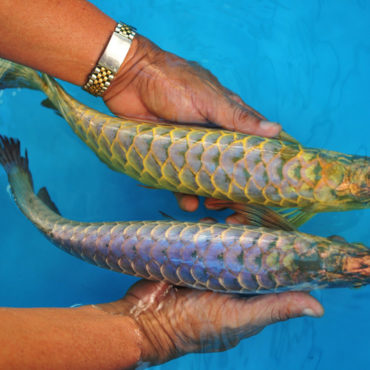Gold Arowana 9