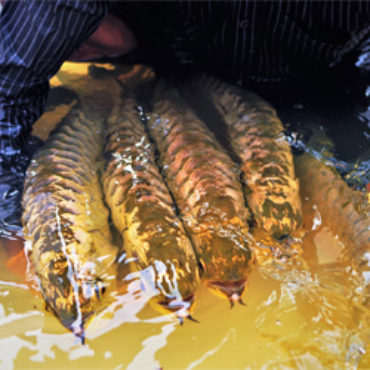 Gold Arowana pg