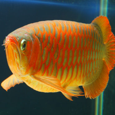 Red Arowana 1