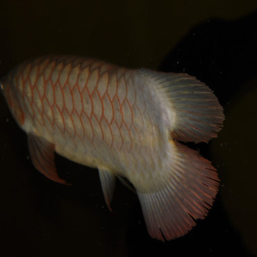 Red Arowana 10