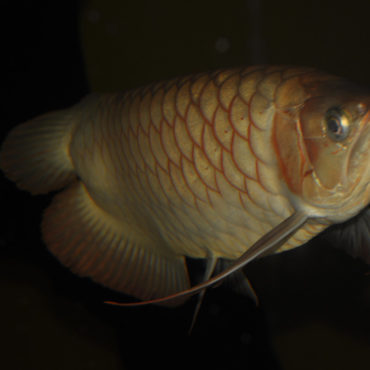 Red Arowana 11