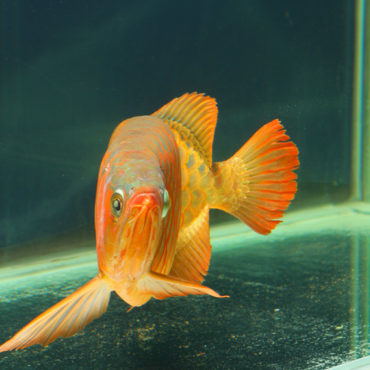 Red Arowana 2