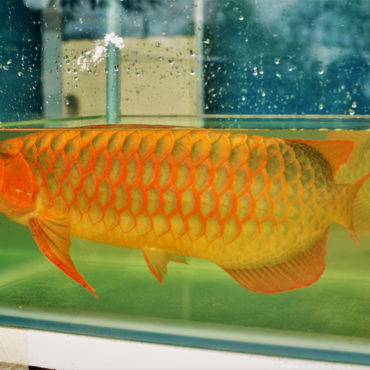 Red Arowana 3