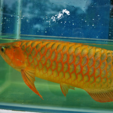 Red Arowana 4
